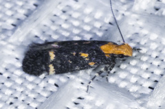 Chionodes phalacra