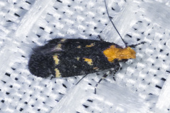 Chionodes phalacra