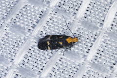 Chionodes phalacra