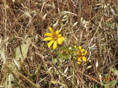 Wyethia angustifolia