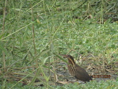 Ixobrychus flavicollis