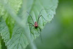Leiobunum calcar