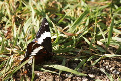 Limenitis arthemis rubrofasciata