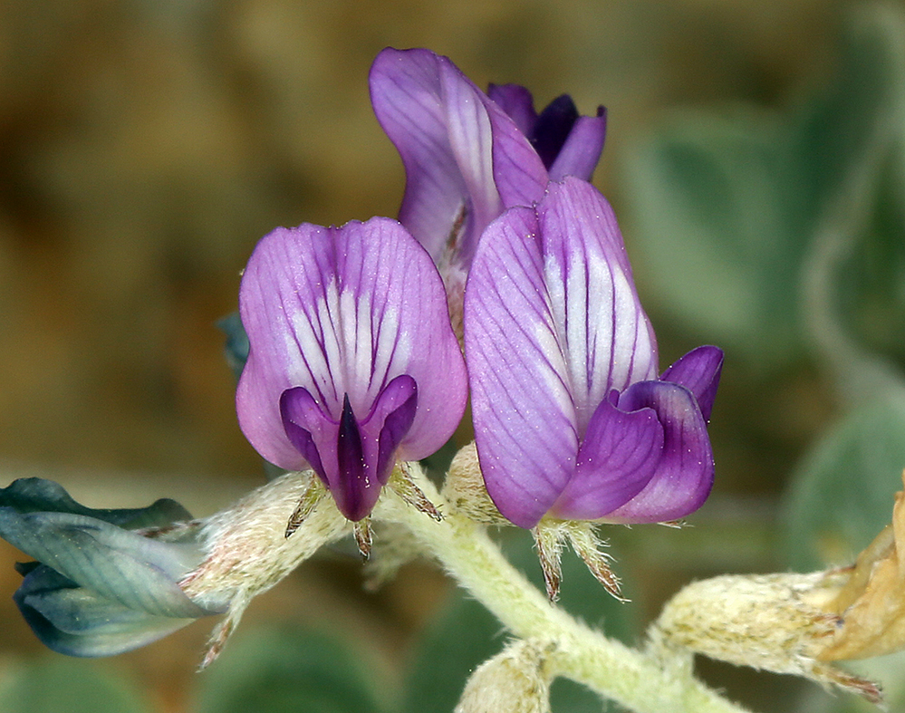 Astragalus mohavensis