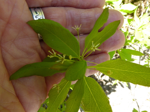 Mountain holly