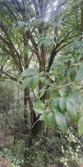 Ulmus mexicana