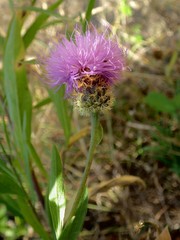 Cheirolophus sempervirens