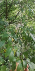 Ulmus mexicana