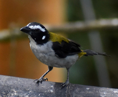 Saltator atripennis