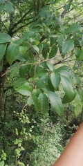 Ulmus mexicana