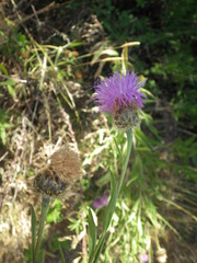 Cheirolophus sempervirens