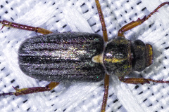 Dichelonyx pusilla