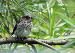 Muscicapa striata