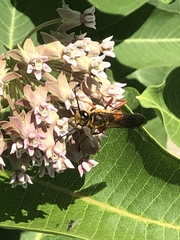 Sphex ichneumoneus