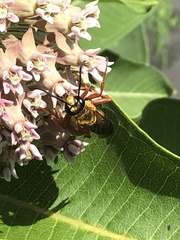 Sphex ichneumoneus