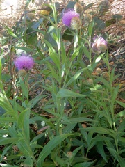 Cheirolophus sempervirens