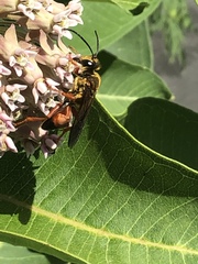 Sphex ichneumoneus