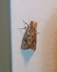 Acrolophus mortipennella