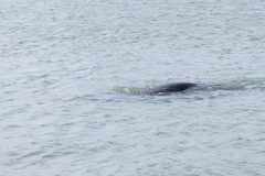 Trichechus manatus latirostris