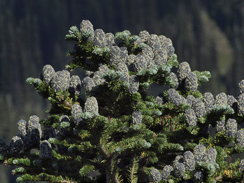 Pacific silver fir