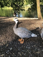 Anser indicus