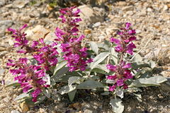 Penstemon monoensis