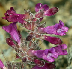 Penstemon monoensis