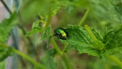 Chrysolina herbacea