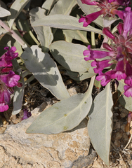 Penstemon monoensis