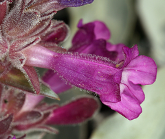 Penstemon monoensis