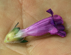 Penstemon monoensis