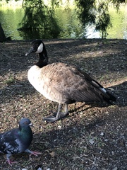 Branta canadensis
