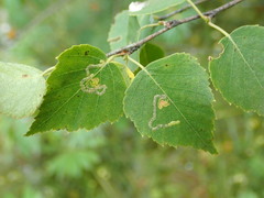 Stigmella continuella