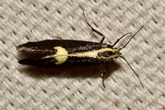 Polix coloradella