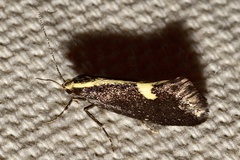 Polix coloradella