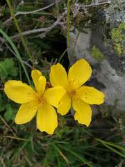 Hypericum richeri burseri