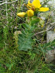 Hypericum richeri burseri