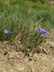 Campanula scheuchzeri