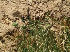 Campanula scheuchzeri