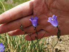 Campanula scheuchzeri