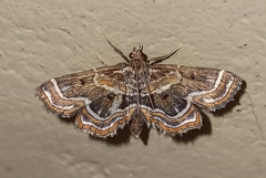 Musotiminae