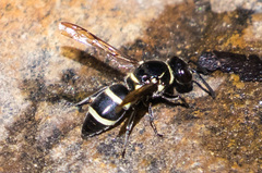 Pachodynerus californicus