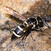 Californian Potter Wasp - Photo (c) BJ Stacey, some rights reserved (CC BY-NC), uploaded by BJ Stacey