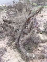 Trichocereus