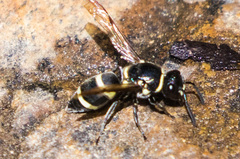 Pachodynerus californicus