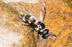 Pachodynerus californicus