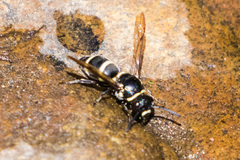 Pachodynerus californicus