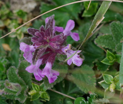 Stachys elliptica