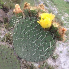 Opuntia huajuapensis