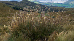 Cortaderia nitida